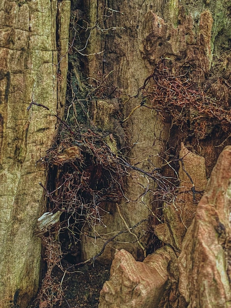 Close up of the bark of an old tree with roots in the forest