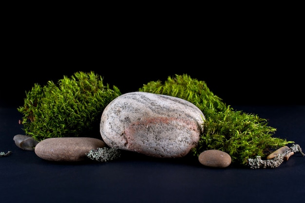 Close up on bark tree, moss and stones