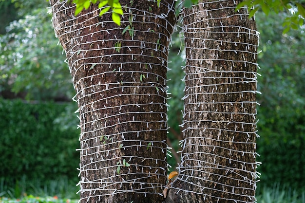 Close up bark of tree surrounding with led wire with green background.