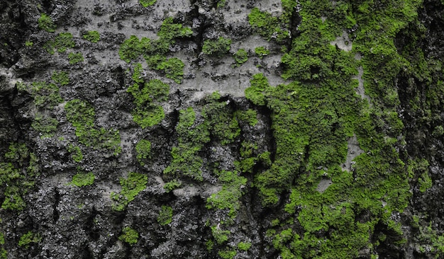Close up on bark of a tree with green moss