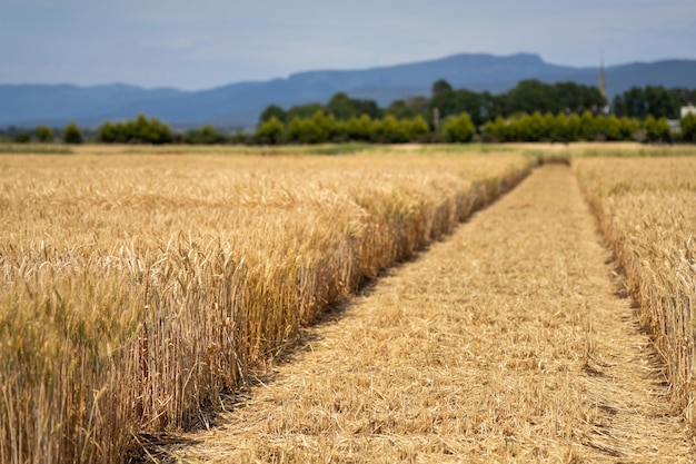 Близкие семенные головки ячменя и пшеницы, дующие на ветру летом в Австралии на ферме
