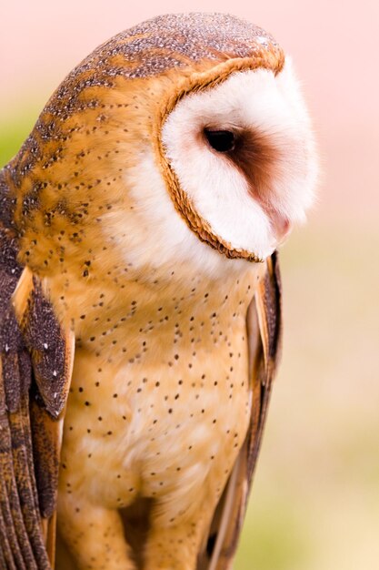 飼育下のメンフクロウのクローズアップ。