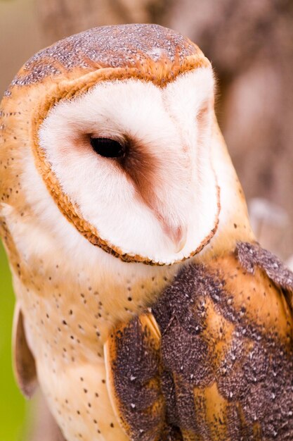 飼育下のメンフクロウのクローズアップ。