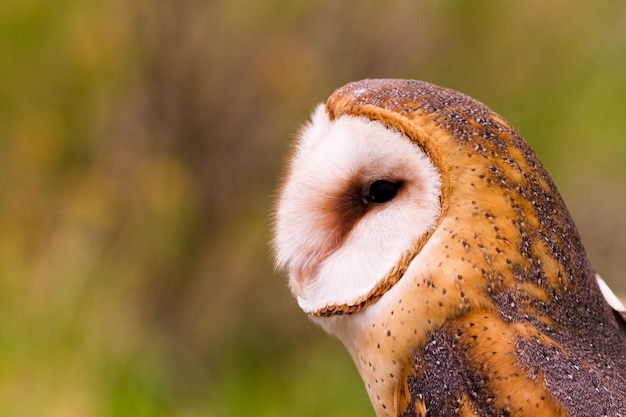 飼育下のメンフクロウのクローズアップ。