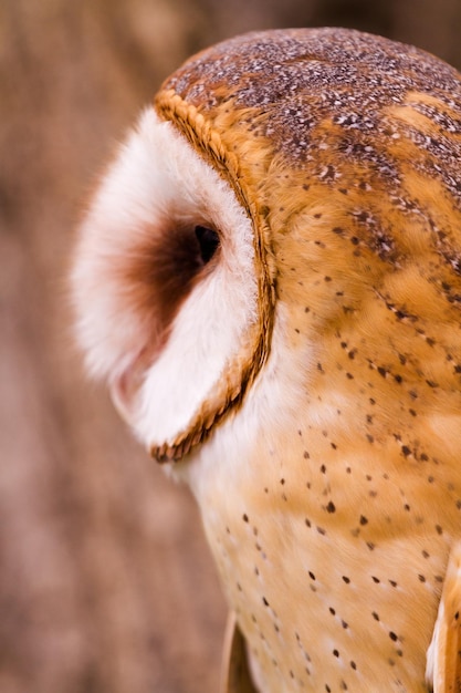 飼育下のメンフクロウのクローズアップ。