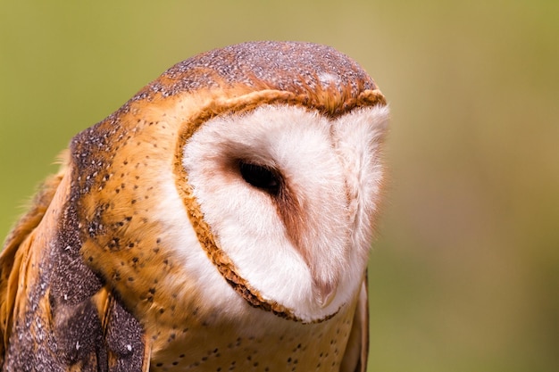 Close up of barn owl in captivity.