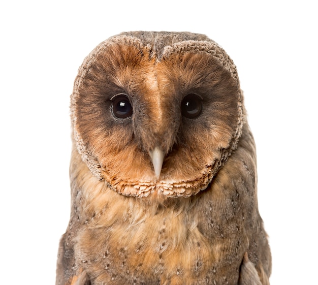 Close-up of a Barn owl , isolated on white