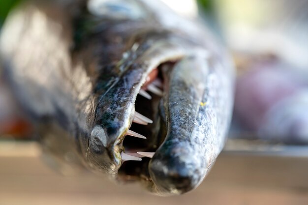 Close up on barracuda teeth. Sea fresh fish barracuda at street food market in Thailand. Seafood concept. Raw barracuda for cooking