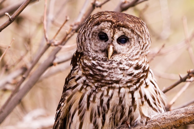 Close up of barred owl in captivity.