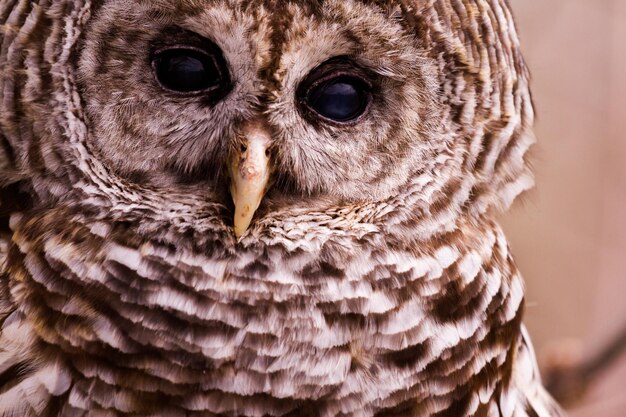 Close up of barred owl in captivity.