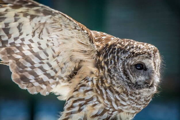 Photo close-up of barred owl