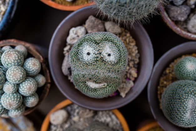 Cactus di barilotto di close-up