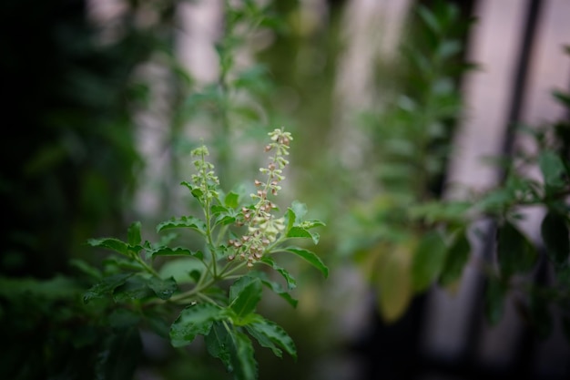 Close up Basil leaf Green Holy Basil tree Thai basil