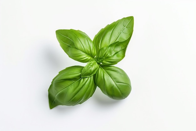 A close up of basil leaves on a white background