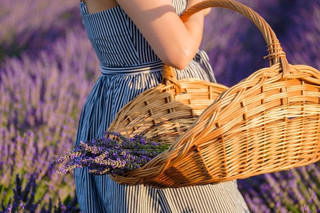 Close up a basket filled with freshly plucked violet flowers on the woman hand standing in a lavende