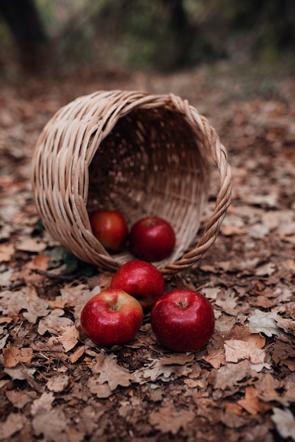 Close up on the basket of little red riding hood