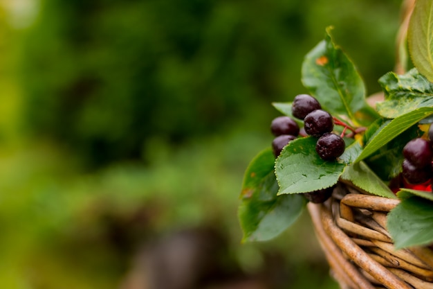 Close up on basket with blackberries in nature