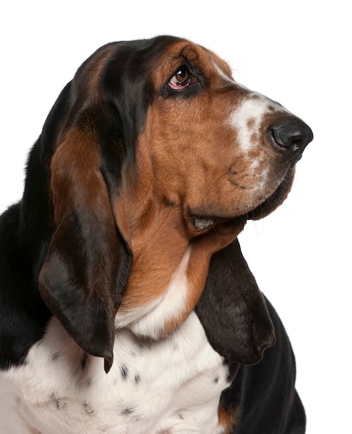 Close-up of Basset hound, 2 years old, in front of white wall