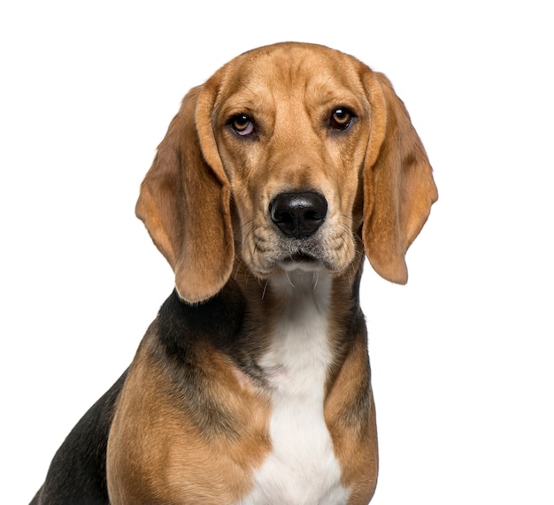 Close-up of a Basset Hound, isolated on white