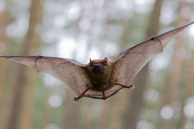 Foto close-up di un pipistrello che vola in aria