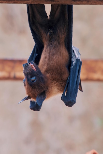 Foto close-up di un pipistrello appeso a testa in giù