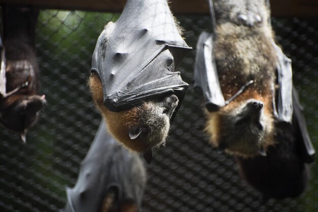 Foto close-up di pipistrelli su uno sfondo sfocato