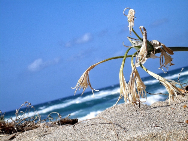 Close-up of beach against sky