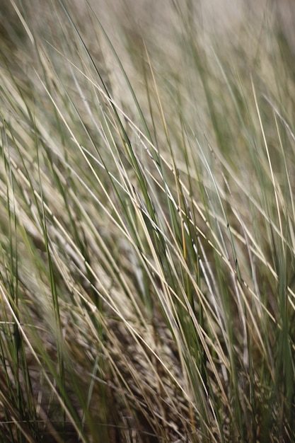 Photo close up of beach grass at booti booti beach port stephens nsw australia