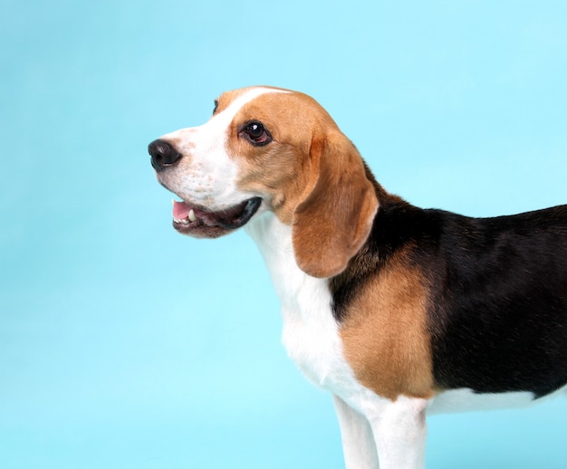 close-up beagle dog  