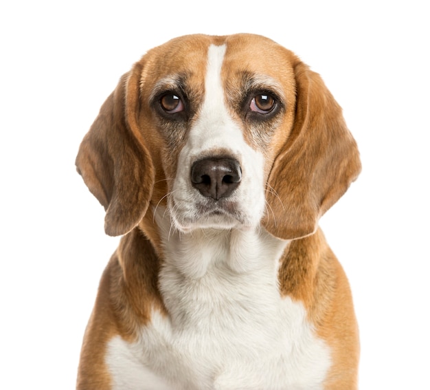 Close-up of a Beagle in front of a white wall