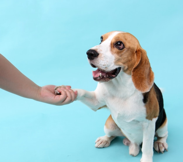 close-up beagle hond