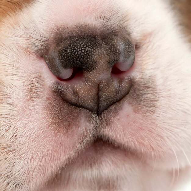 Close-up of Beagle puppy's nose, 4 weeks old