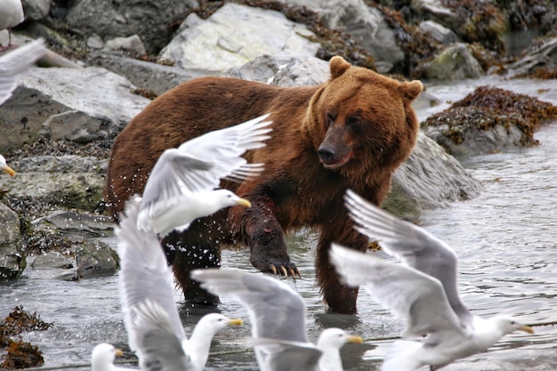 Photo close-up of bear chasing seagulls away