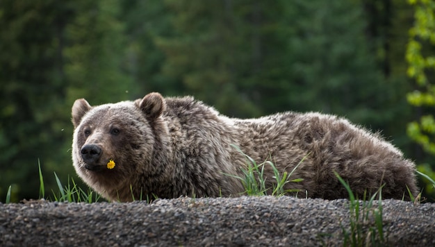 陸上のクマのクローズアップ