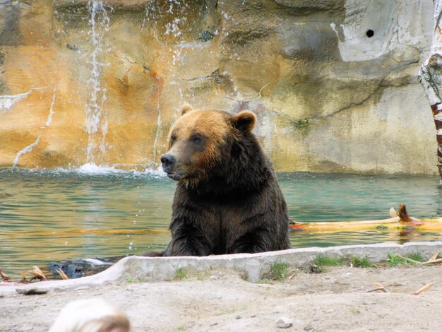 Photo close-up of bear sitting on rock by river