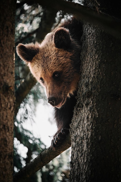 木の幹の上にあるクマのクローズアップ