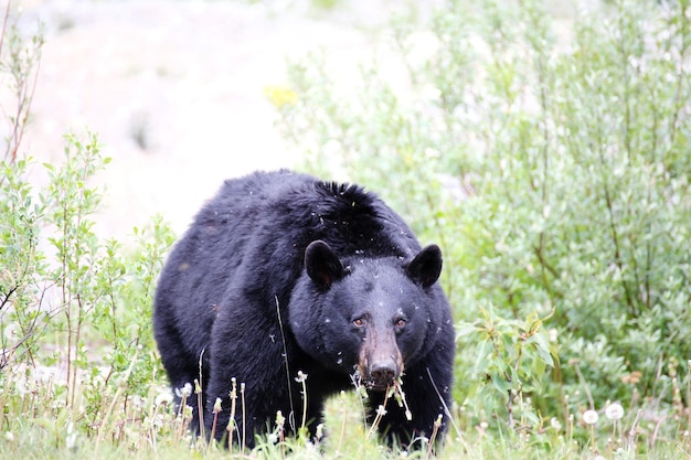 野生のクマのクローズアップ