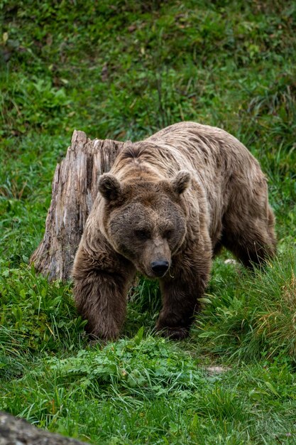 Foto prossimo piano di un orso