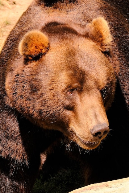 Foto prossimo piano di un orso