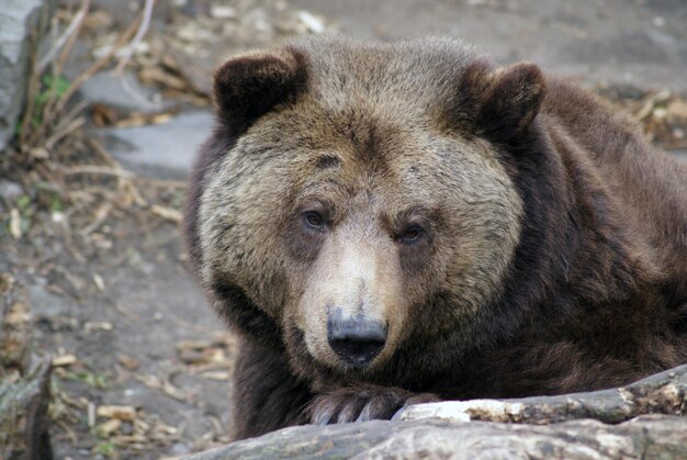 Foto prossimo piano dell'orso