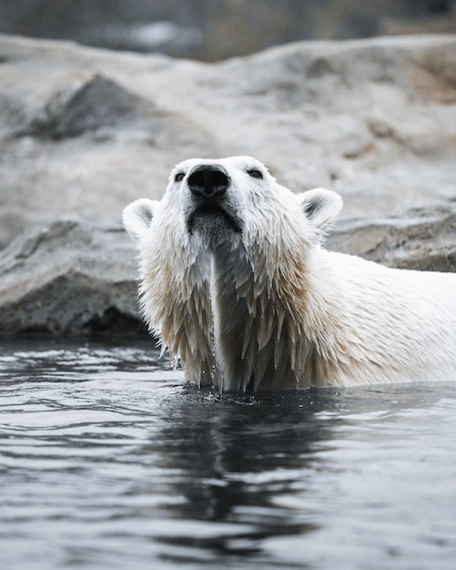 Foto prossimo piano dell'orso