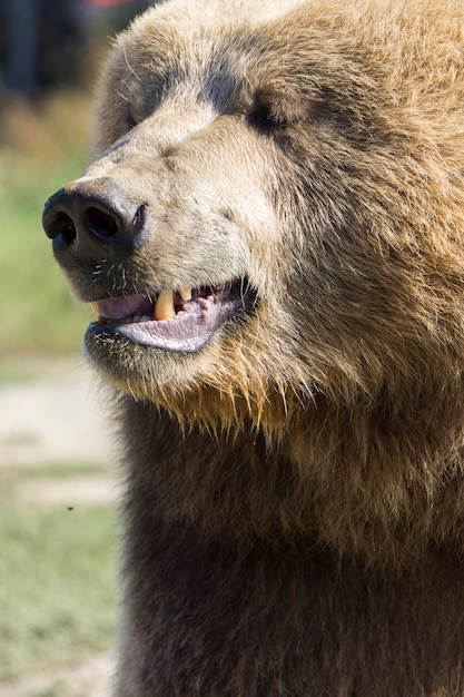 クマのクローズアップ