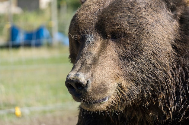 Close up of a bear