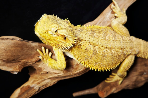 Foto close-up di un drago barbuto su un ramo su uno sfondo nero