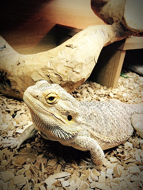 Photo close-up of bearded dragon on field