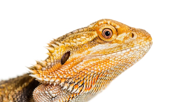 Close up of Bearded Dragon, Pogona vitticeps, in front of white background