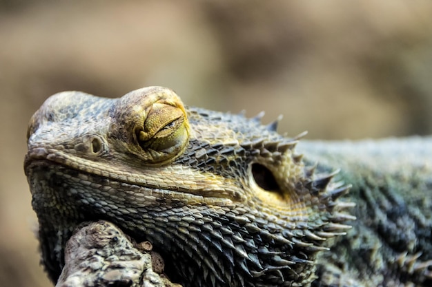 Photo close-up of bearded dragon resting outdoors