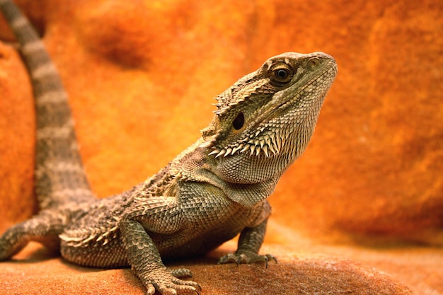 Photo close-up of bearded dragon on rock