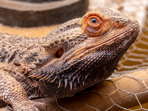 Close up in a bearded dragon