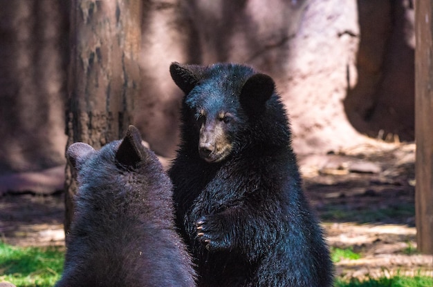 動物園のクマのクローズアップ